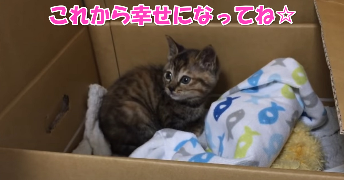 保護された子猫ちゃん　アイキャッチ