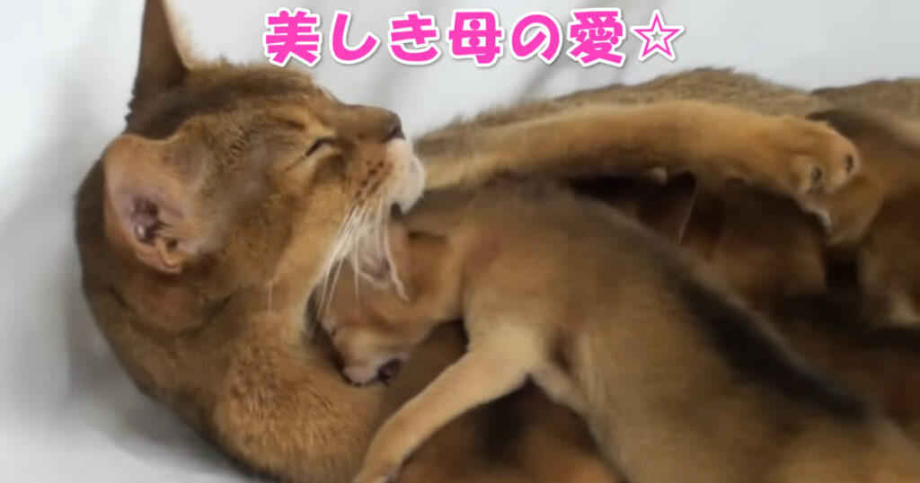 美しき親子愛。　甘える子猫ちゃんたちと愛おしむお母さんニャンコ