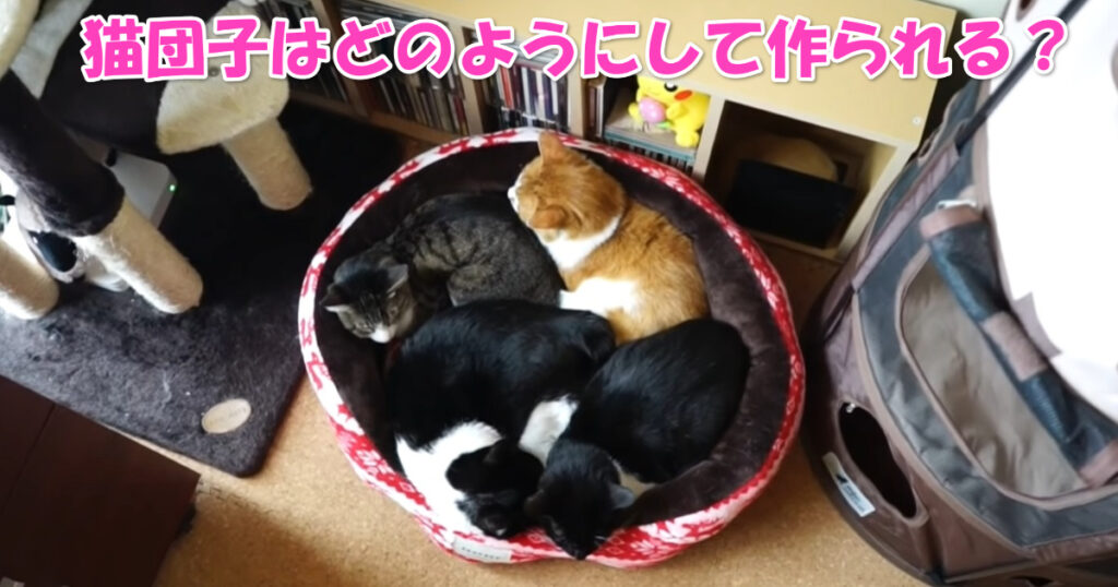 猫団子　アイキャッチ