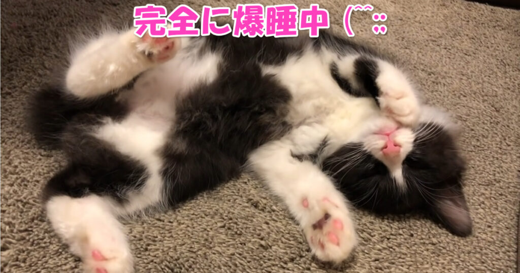 完全に爆睡中☆　何をしても起きようとしない子猫ちゃん