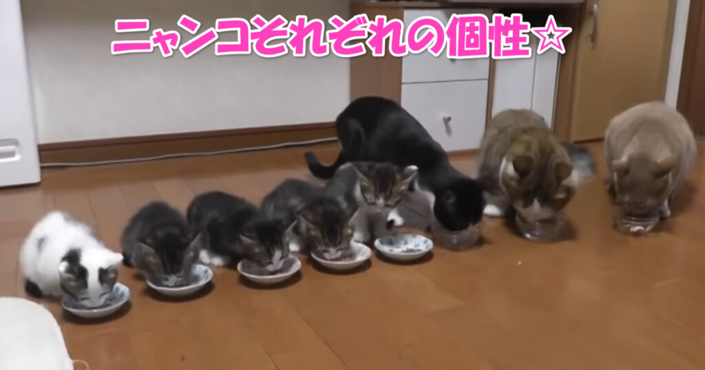 これも個性かな？　食事をするたくさんの子猫ちゃんたち