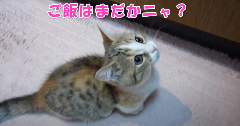 ご飯はまだかニャ？　ご飯のおねだりをする子猫ちゃん