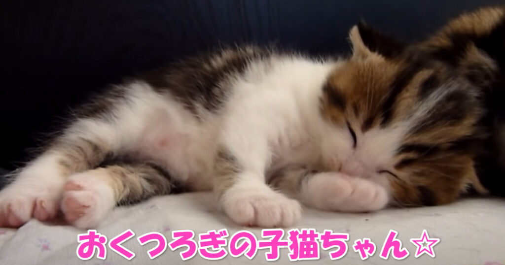 まさに天使☆　楽しそうにすごしている子猫ちゃん