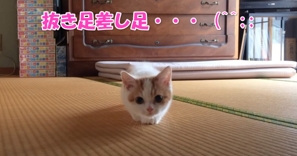 忍び足？　ゆ～っくりと近づいてくる子猫ちゃん