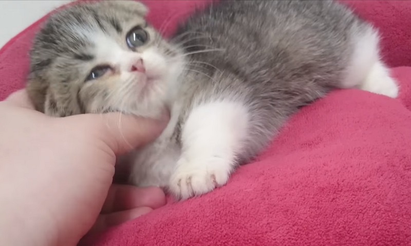 ナデナデしてニャ～☆ 甘えん坊のマンチカンの子猫ちゃん ｜ ニャンコ大好き倶楽部 〜猫ちゃんは天使です〜