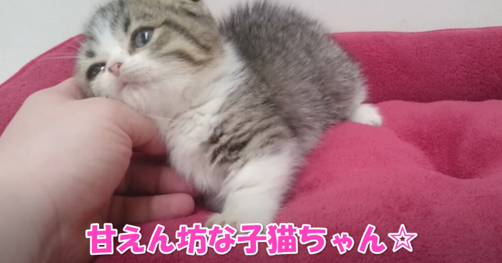 ナデナデしてニャ～☆　甘えん坊のマンチカンの子猫ちゃん