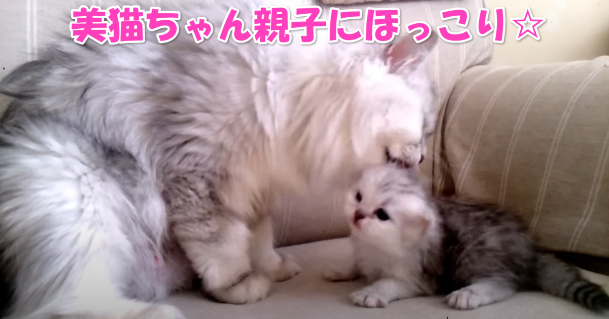 母猫と子猫ちゃん　アイキャッチ