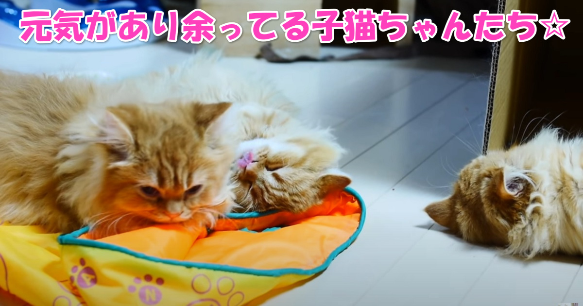 マンチカンの子猫ちゃんたち　アイキャッチ