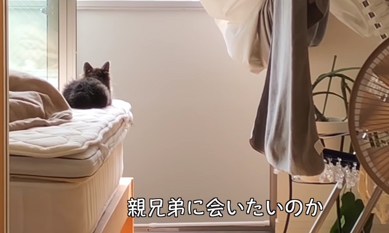 保護された子猫ちゃん　No-2