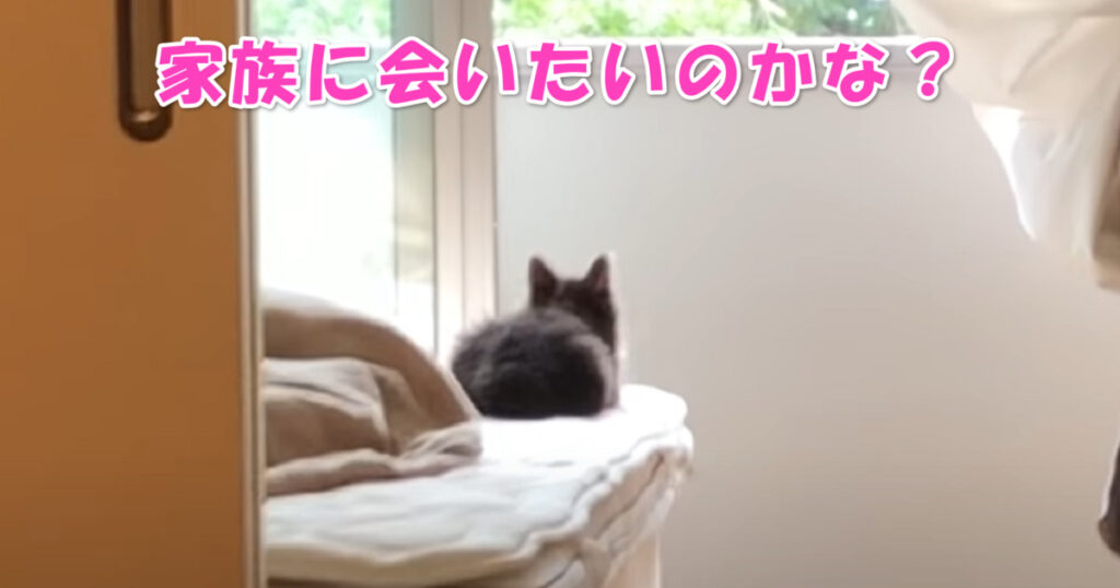 会いたいニャ・・・　外を眺め続ける保護猫ちゃん