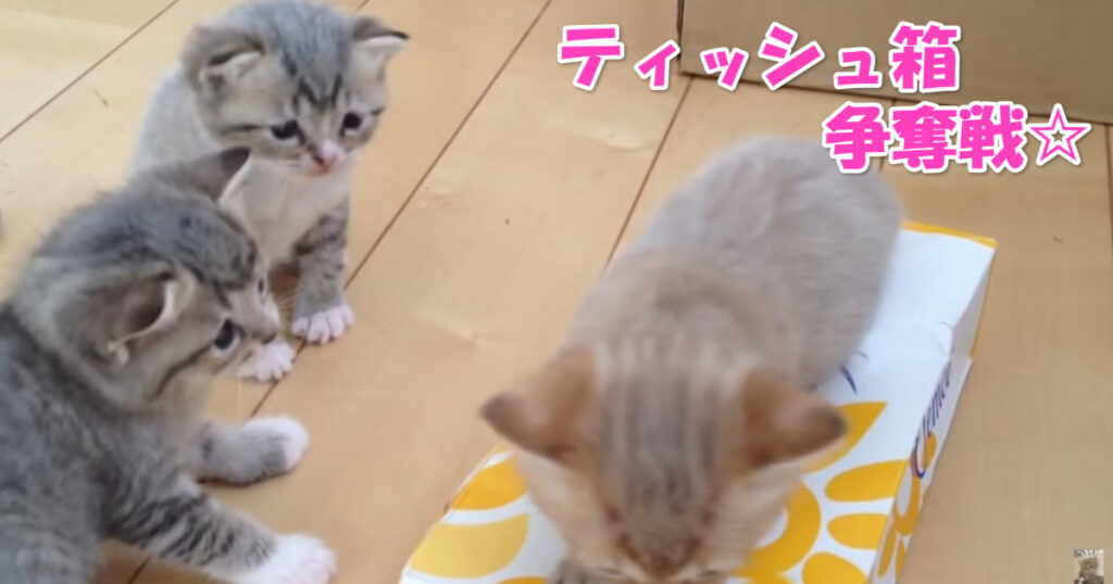 ここは渡さないニャ☆　ティッシュ箱で遊ぶ子猫ちゃんたち