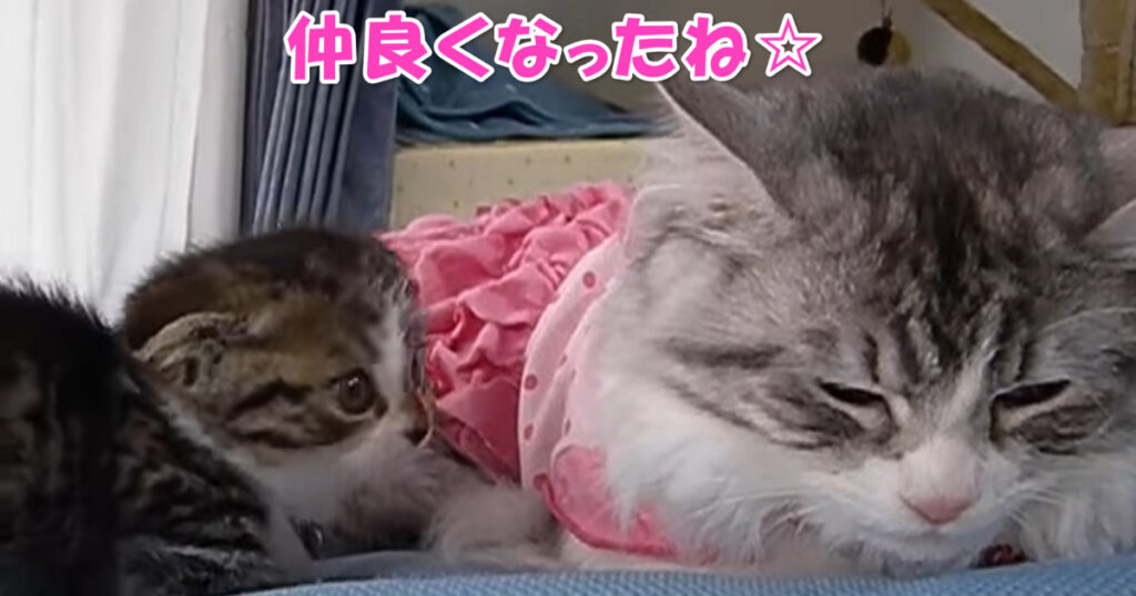 仲良くなれたみたいだね☆　先住ニャンコと新入り子猫ちゃん