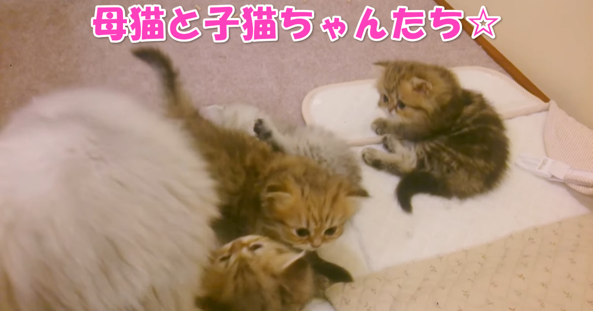 母猫と子猫ちゃんたち　アイキャッチ