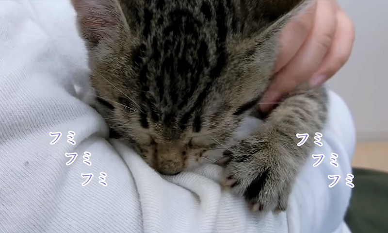 甘える子猫ちゃん　No-2