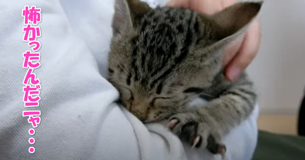 怖かったんだニャ・・・　病院でご主人さまに甘えまくる子猫ちゃん