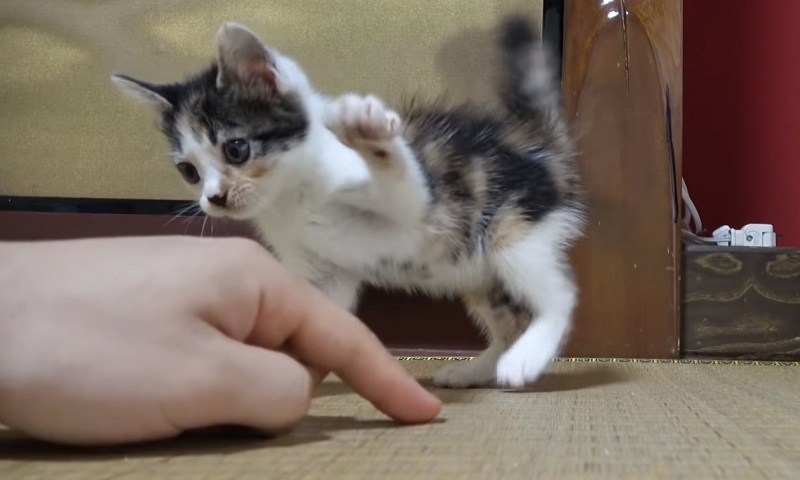 保護された子猫ちゃん　No-2