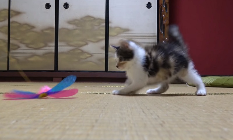 保護された子猫ちゃん　No-3