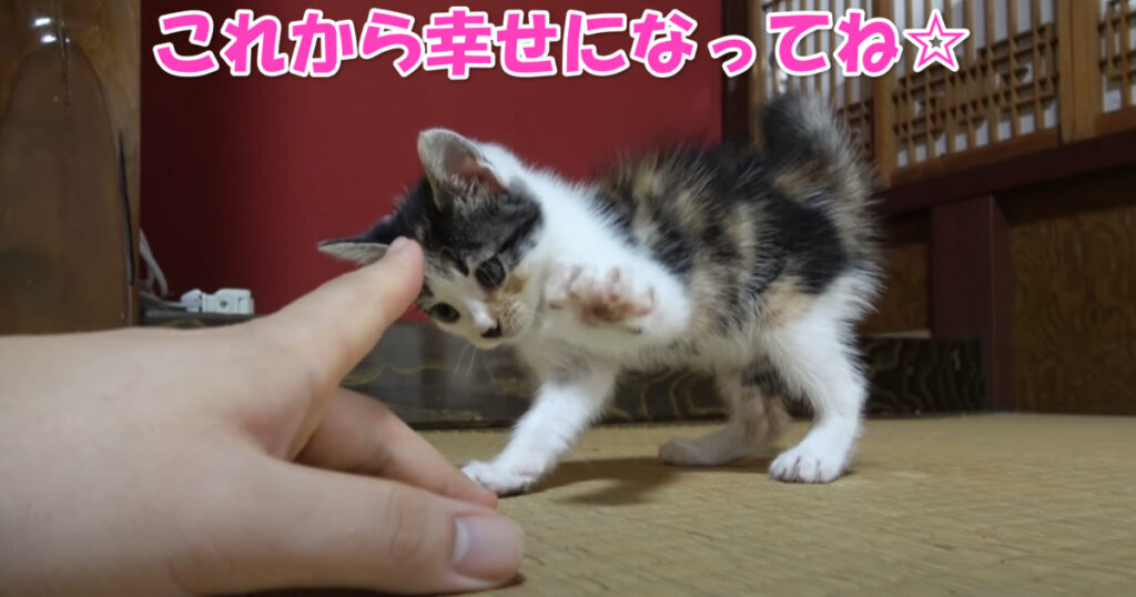 この子の幸せを願います。　側溝で一人でいたところを保護された子猫ちゃん