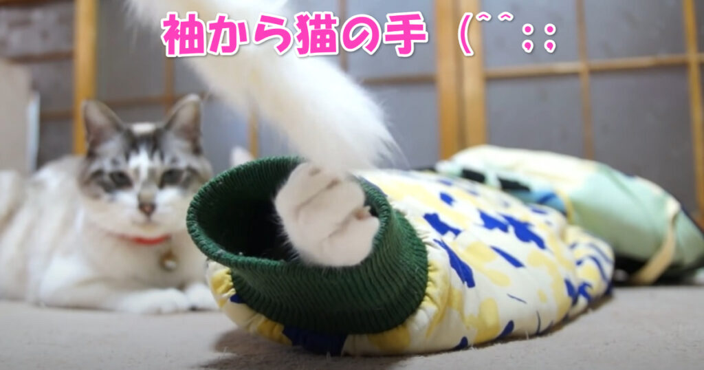 袖から猫の手☆　服の袖からのぞくニャンコの手が可愛らしい