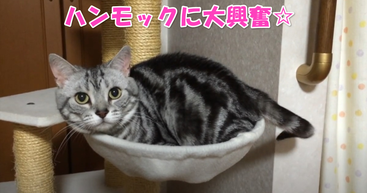 ハンモック　アイキャッチ