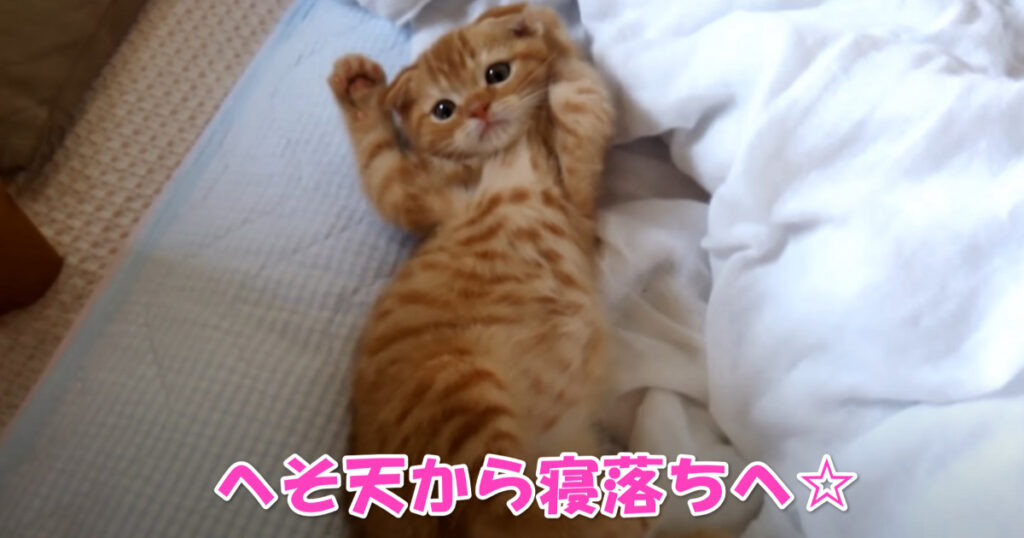 へそ天から寝落ちへ。気持ち良さそうにくつろぐスコティッシュフォールドの子猫ちゃん