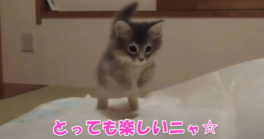 これ楽しいニャ☆　布団乾燥袋の上で元気に飛び回る子猫ちゃん