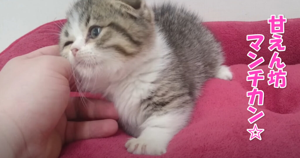 気持ち良さそう☆　ご主人さまに甘えるマンチカンの子猫ちゃん