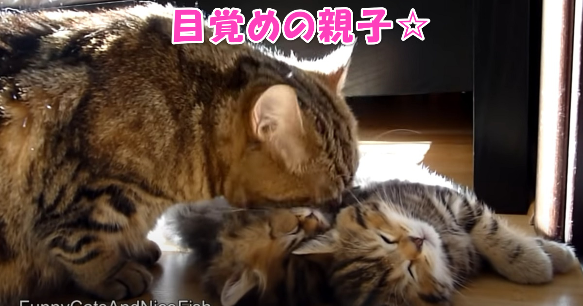 母猫と子猫　アイキャッチ