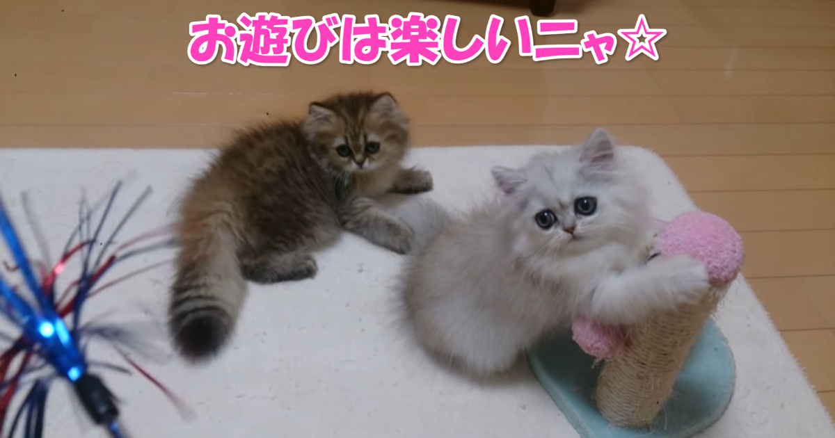 猫じゃらし　アイキャッチ