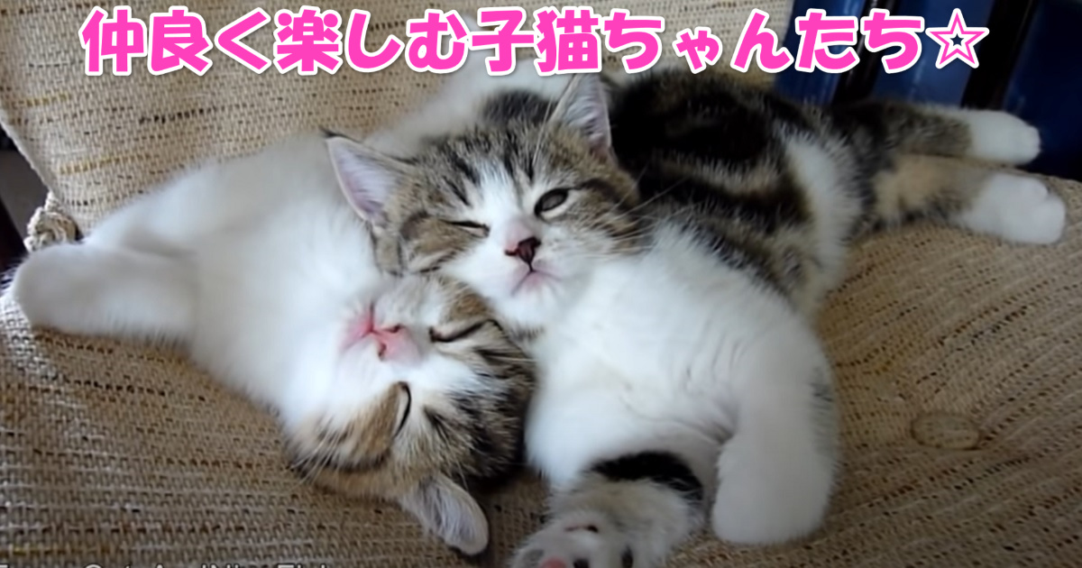 じゃれあう子猫ちゃんたち　アイキャッチ