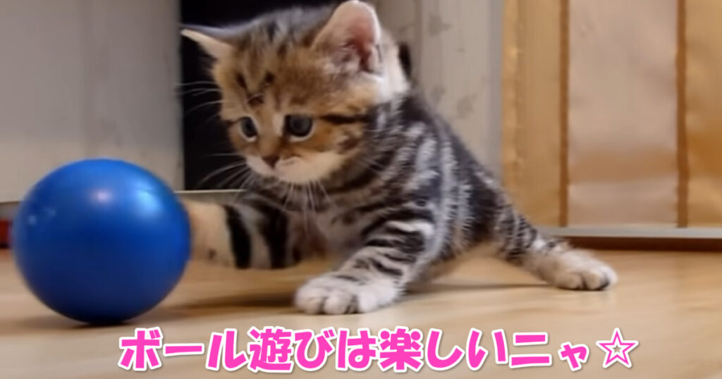 元気が一番☆　楽しく遊びまわる子猫ちゃん