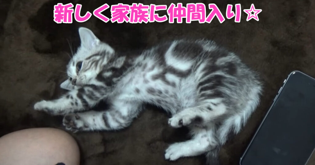 家族の仲間入り。　新しくやって来たアメショーの子猫ちゃん