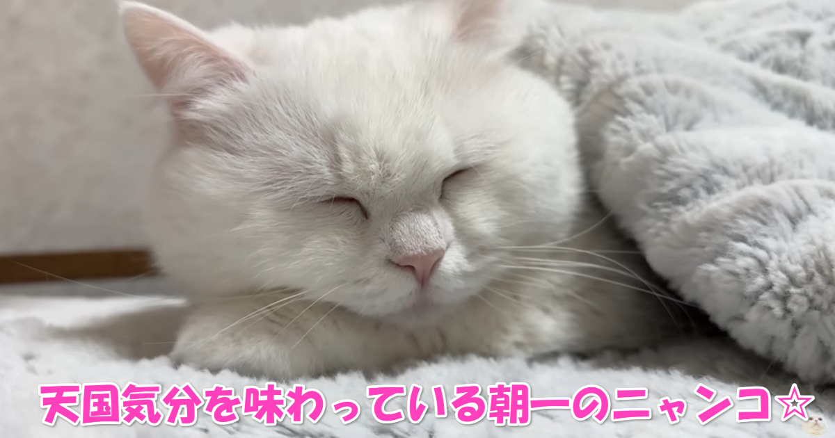 お眠りニャンコ　アイキャッチ