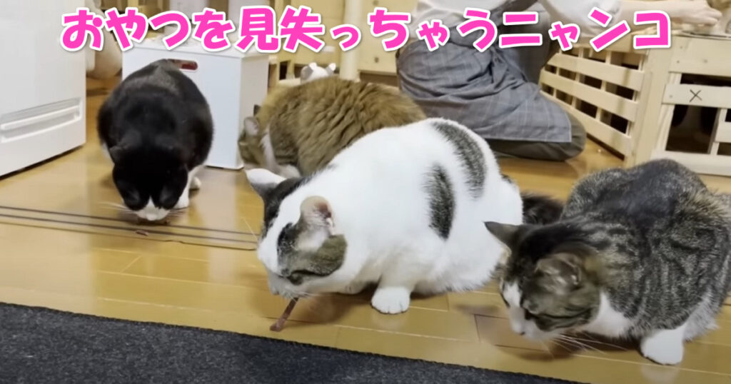 おやつを見失ったニャンコ　アイキャッチ