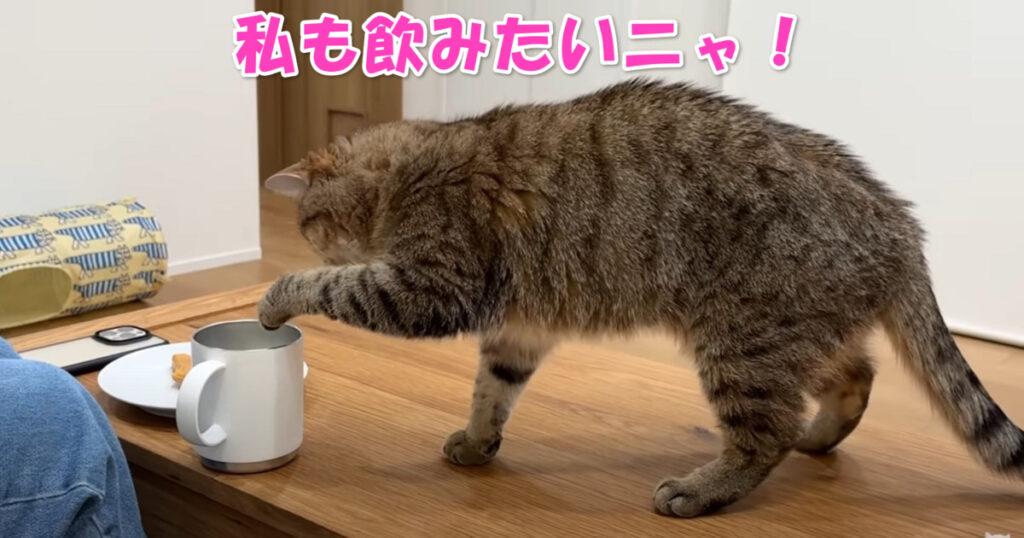 私も飲みたいニャ！　牛乳を見つけると手を突っ込もうとしてくるニャンコ