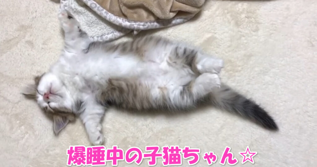 完全に夢の中。　爆睡しているマンチカンの子猫ちゃん