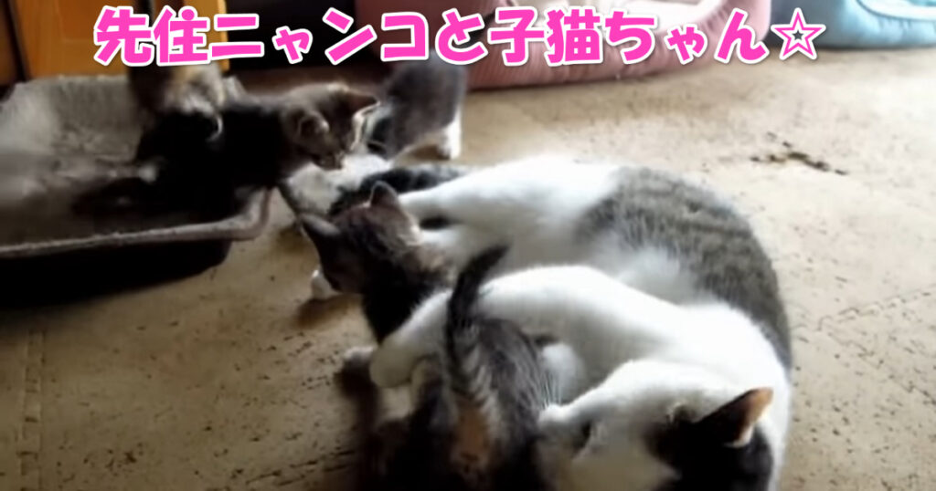 可愛いニャ☆　子猫ちゃんたちが可愛くてしかたない先住ニャンコたち