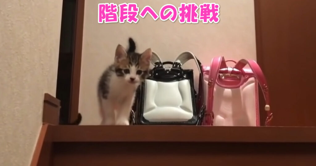 応援しちゃう☆　階段を降りようと頑張っている子猫ちゃん