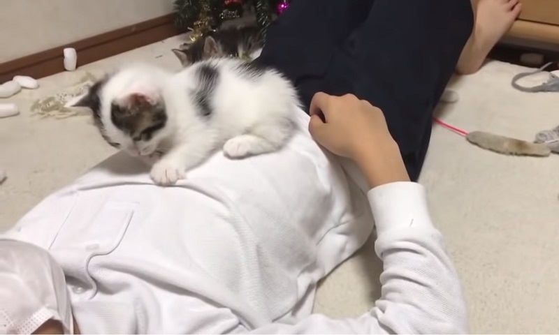 体の上で眠る子猫ちゃん　No-1