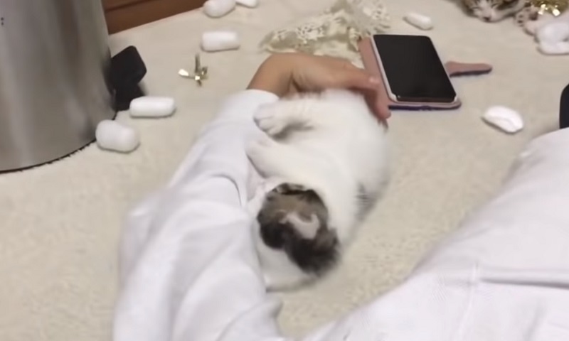 体の上で眠る子猫ちゃん　No-2