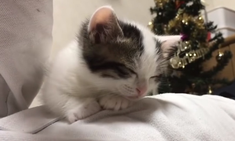 体の上で眠る子猫ちゃん　No-3