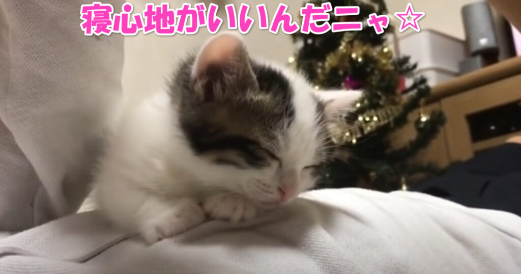 体の上で眠る子猫ちゃん　アイキャッチ