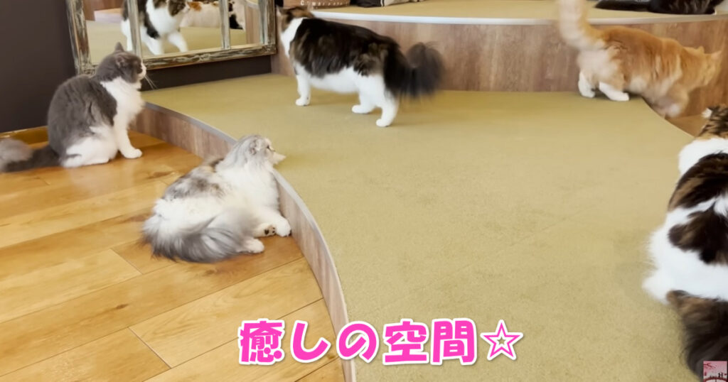 癒しの空間。猫カフェで１日すごしてみた。