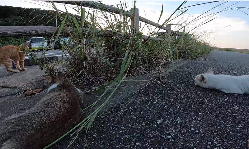 ニャンコの集会　No-1