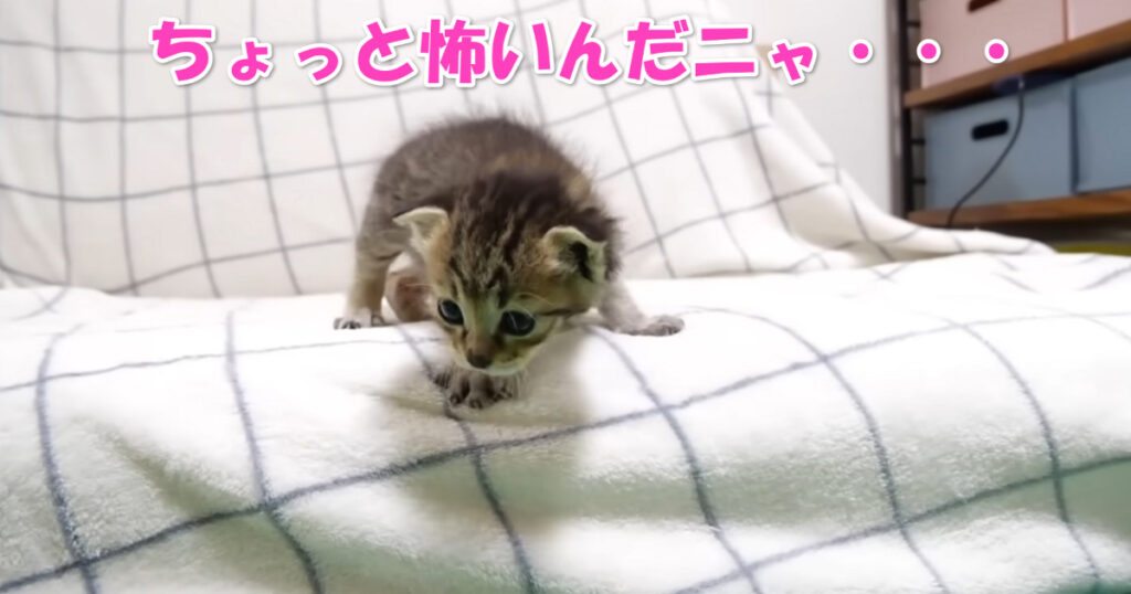 怖いニャ・・・　５ｃｍの段差を降りるのを怖がっている子猫ちゃん