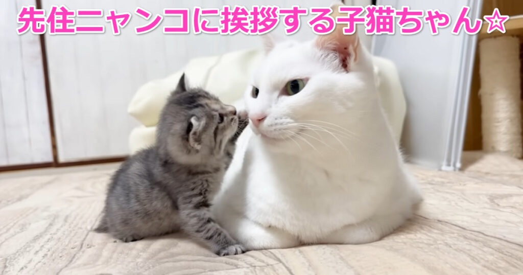 新入りの子猫ちゃん。先住ニャンコやご主人さまに甘えまくり☆