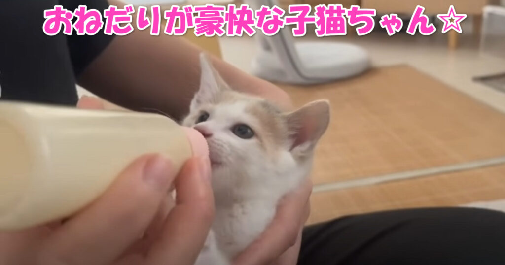 お腹すいたニャ～！　豪快にご飯をおねだりする子猫ちゃん