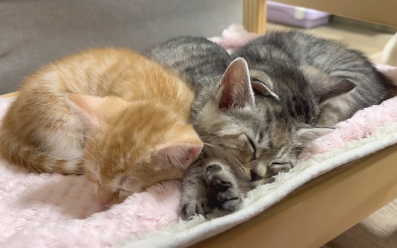 sleeping kittens No-1