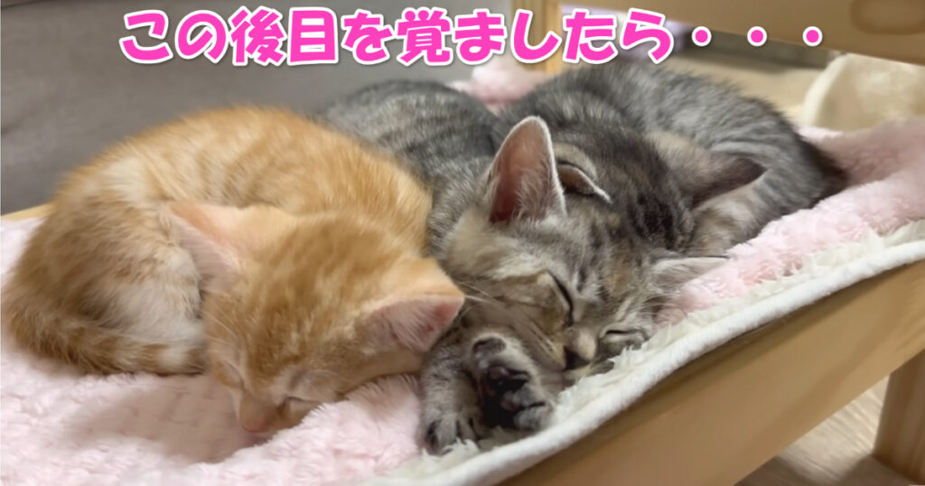 団子になって眠る子猫ちゃんたち。目を覚ましたら・・・