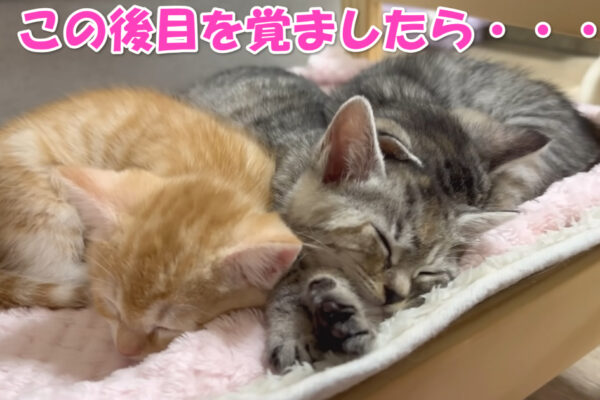 sleeping kittens icatch